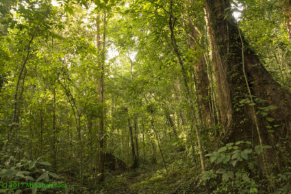 Dense rainforest of Serinsim Park