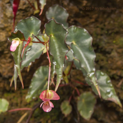 Begonia at cave area