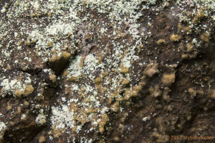 Mold-like substance on the rocks