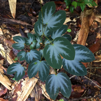 Interesting plant in jungle