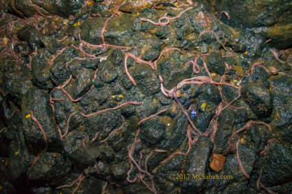 Big earthworms in Bat Cave