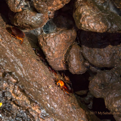 Cockroaches lurking in the dark