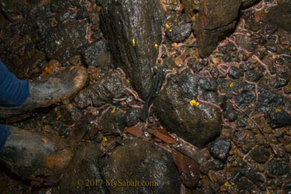 Earthworms all over the cave