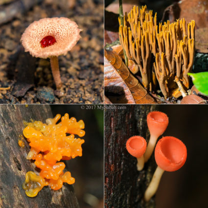 Different type of fungi in Serinsim Park