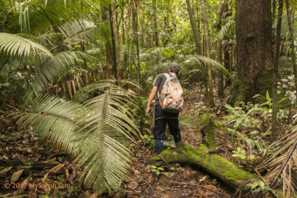 Guide clearing the trail