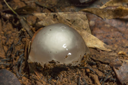 Bull eye fungus (edible)