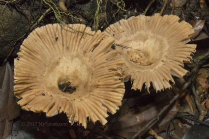 Mushroom near the Bat Cave