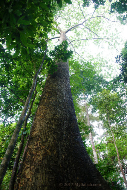 Tall tree in Serinsim Park