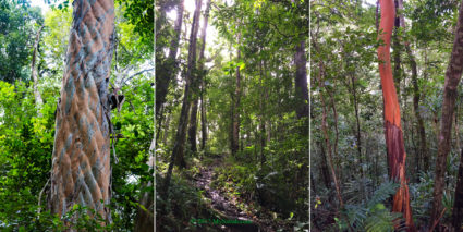 Beautiful trees and rainforest