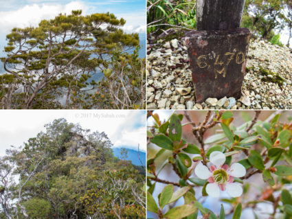 Upper Left: pine tree on the peak, Upper Right: marker of ending point, Lower Left: highest point, Lower Right: Sayat-Sayat flower