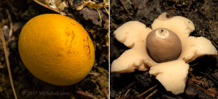 Earthstar mushroom (Geastrum sp.)