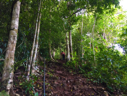 Walking in mixed hill dipterocarp and lowland rainforest