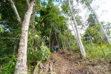 The forested top of Lugas Hill