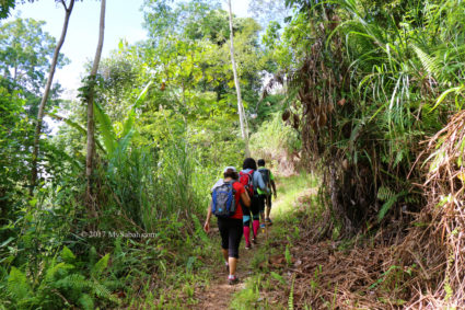 Walking through the wood