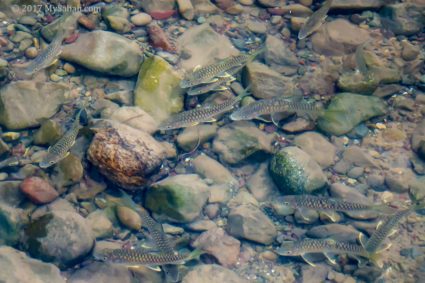 Kanarom River teeming with fishes