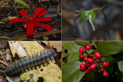 Interesting fauna and flora along the jungle trail to the Misumpak Waterfall