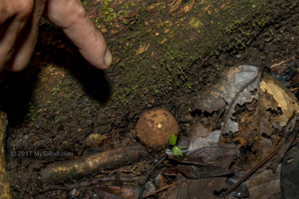 Bud of rafflesia