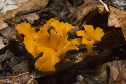 rare and special fungus