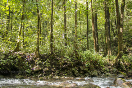 Dense rainforest of Serinsim