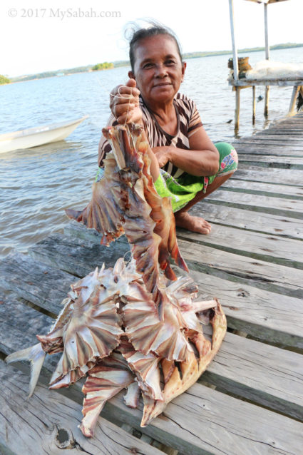 Dried stingrays and fishes