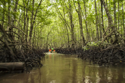 Navigate in maze of mangrove forest