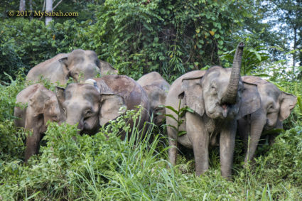 A group of elephants near Kawag
