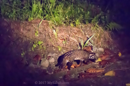 Malay Civet spotted in night safari
