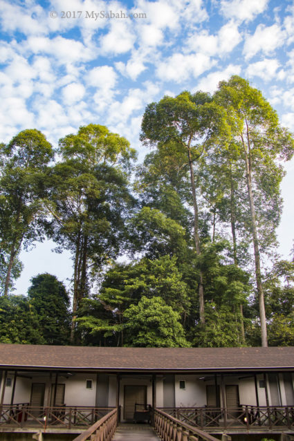 Kawag Danum Rainforest Lodge in the morning