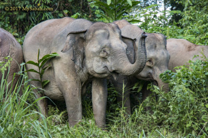 Herd of elephants in Danum Valley