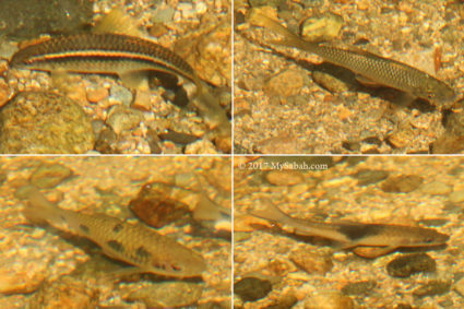 Different fish species in the water of Ali Baba Waterfall