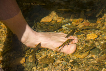 Fish massage in the pond of Ali Baba Waterfall