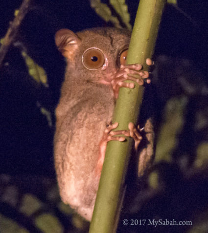 Western Tarsier