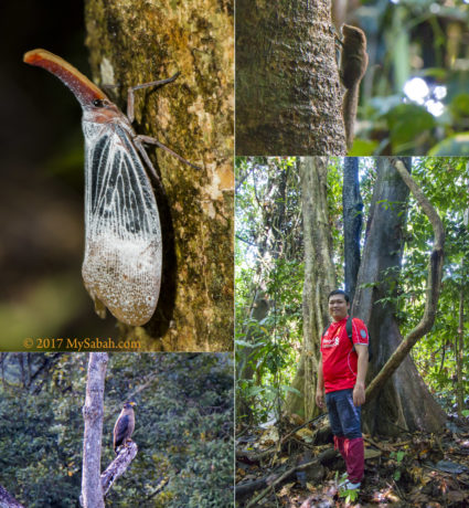 Lantern bug, pygmy squirrel, Serpent Eagle and 3-color tree