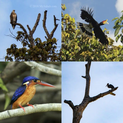 Birds of Kinabatangan