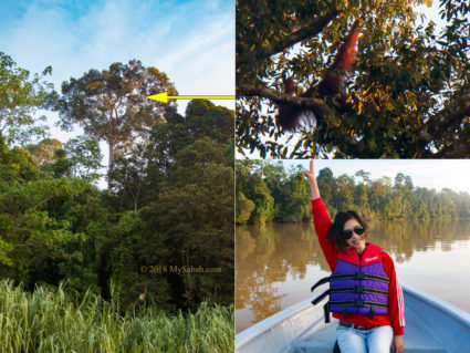 Orangutan on top of a Durian tree