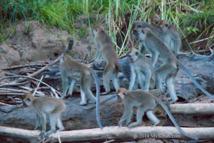 Long-tailed macaques in alert