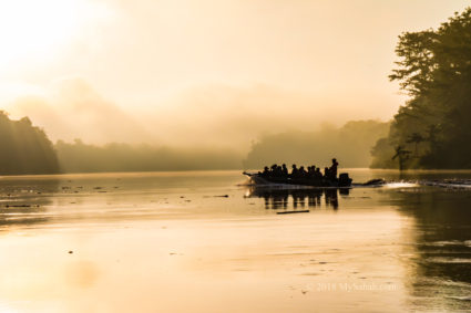 Misty morning of Kinabatangan River