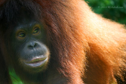 Orangutan of Borneo