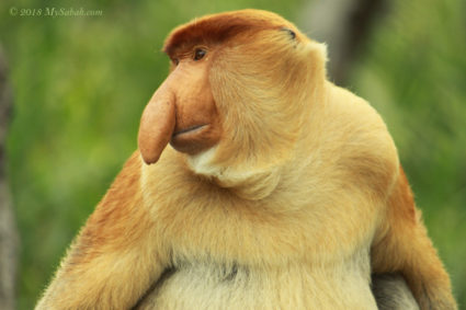 Male Proboscis Monkey