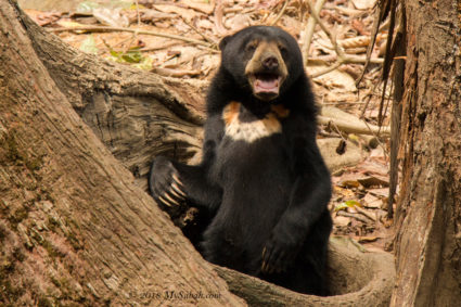 Bornean Sunbear