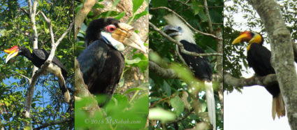 Hornbills of Borneo