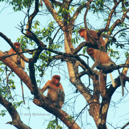 Group of wild Proboscis Monkey in Kinabatangan