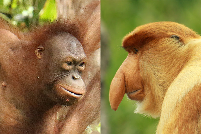 Orangutan Vs Proboscis Monkey