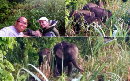 Pygmy elephants at Kinabatangan