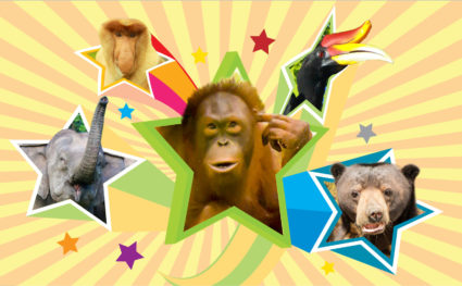 Superstars of Borneo: Orangutan, Proboscis Monkey, Pygmy Elephant, Sunbear and Hornbill