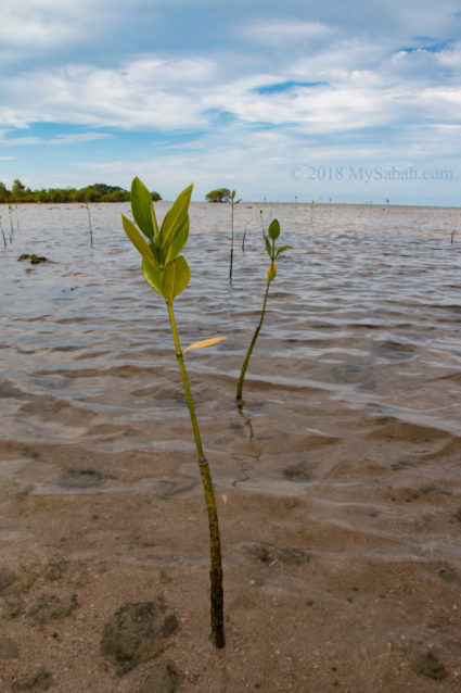 Mangrove seedling