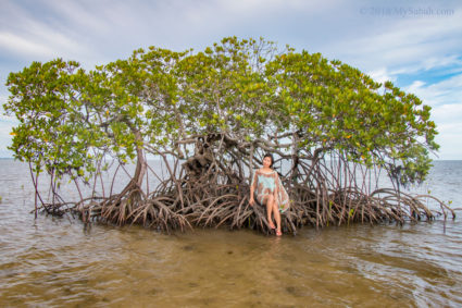 Beautiful mangrove tree