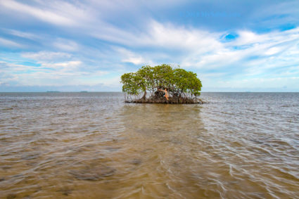 Little mangrove island