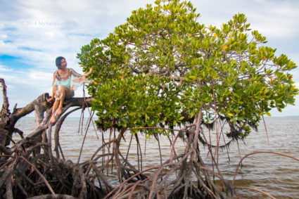 model on mangrove tree