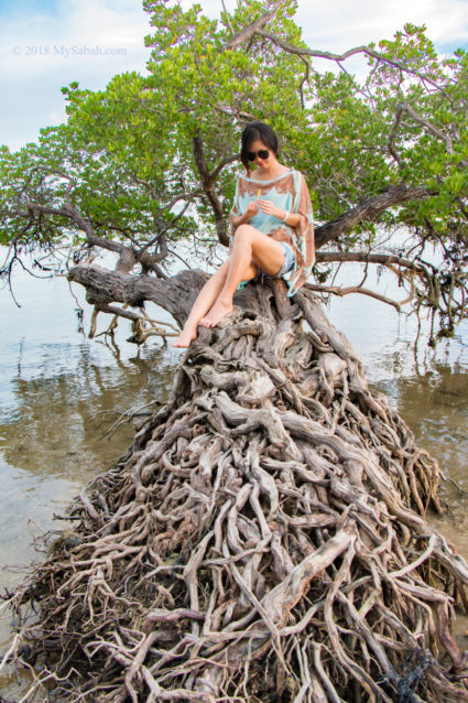 This mangrove tree looks like bonsai